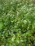 Fagopyrum sagittatum par Atilin_500.jpg