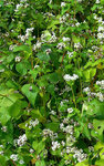 Fagopyrum sagittatum par Atilin.jpg