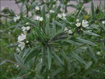 Lithospermum arvense par AnRo0002 (1)_500.jpg