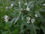 Lithospermum arvense par AnRo0002 (3)_500.jpg