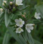 Lithospermum arvense par AnRo0002 (2).jpg