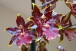 Odontoglossum
