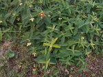 DSCN1502.resized.JPG