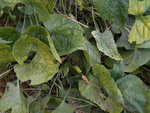 DSCN1499.resized.JPG