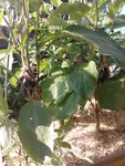 Aubergines Baluroi.jpg
