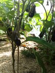Aubergines Baluroi 1.jpg