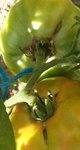 tomates 1..jpg