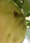 tomates 2..jpg
