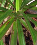 dracaena2.jpg