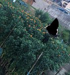 Photo de la plante