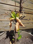 DSCN8607.JPG
