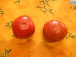 Tomates Léon noires (2).JPG