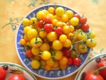 Sweet 100 et cerises jaunes.JPG