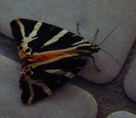papillon0.jpg
