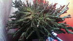 201449IMAG1186 (2)_640.jpg