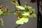 Oncidium