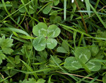 Four-leaf Clover Trifolium repens 1KEBman_500.jpg