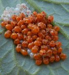 DSCN1530_Zoom.JPG