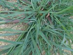DSCN2169 - Copie.JPG