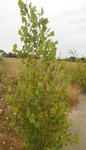 DSCN2160 - Copie.JPG