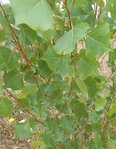 DSCN2161 - Copie.JPG