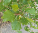DSCN2162 - Copie.JPG