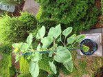Tournesol 1