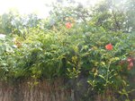 DSCN2133 - Copie.JPG