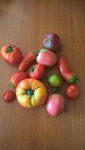 L'ensemble des tomates récoltées.<br />Il en reste encore beaucoup dans la serre.