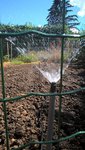 Les asperseurs actuellement en fonctionnement pour maintenir humide le semis malgré le soleil et vent du nord.