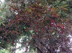 Image 2 : Fruits