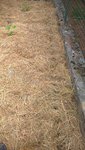 Les poireaux ont été plantés le long du petit muret,tous les 10cm environ.<br />Il a suffit de faire un avant trou avec un bâton à travers le foin et jusque dans le sol,puis de glisser les plants.<br />Vous ne voyez pas les plants......