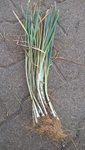 Voici les plants de poireaux tel que l'on me les a donné.<br />Il faut les habiller avant de les plantés.