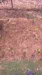 De gauche à droite:<br />Un rang de grenobloise,1 de chicorée frisée,1 de lolo rossa et 1 de reine des glaces.