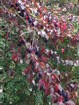 Prunus 2 : Fruits