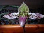 Paphiopedilum sukhakulli