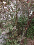 Prunus 2 : Troncs