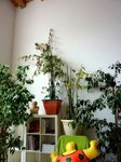 Begonia Maculata et ficus