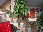 Des cactus et une grande plante dont j'ignore le nom.