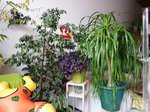 Ficus, Trèfle rouge, Beaucarnea1, et en bas le Ctenanthe setosa tristounet.