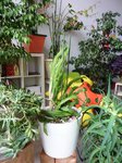 Crassula Ovata, dans le pot blanc un Alien  et dans le rouge, 2cactus dont j'ignore les noms.