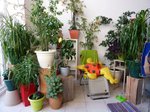 PLANTES INETRIEUR 1.jpg