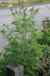 400px-Ambrosia plant arnold van vliet-1-_500.jpg