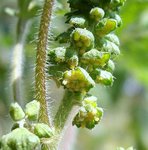 Ambrosia_artemisiifolia Meneerke bloem.jpg