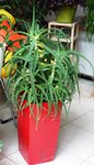 ALOE 1 ,.jpg