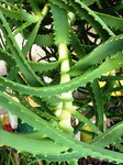 ALOE 3.JPG