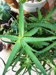 ALOE 4.jpg