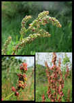 Rumex acetosa - par AnRo_640.jpg