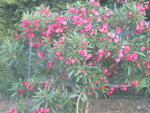 DSCN6278.JPG