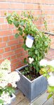 30.07.2015Hydrangea anomala Petiolaris 002.JPG